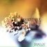 Fobee