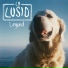 La Lusid
