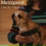 Metropony