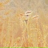 Puertoban