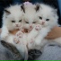 Jazz Music for Cats, Jazz Music Therapy For Cats