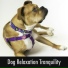 Dog Relaxation Moments