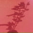 Ultracrush
