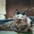 Music For Cats, Cat Music, Pet Care Music Therapy