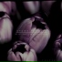 Cvltvre