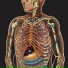 Torso