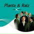 Planta e Raiz