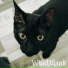 WladBlank
