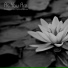 Meditative Musical Selections