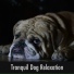 Dog Relaxation Moments
