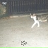 Cat Father