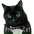 N2 the Talking Cat feat. Kona the Awesome