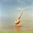 Stranded Horse