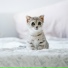 Cat Music Dreams, Cat Music Therapy, RelaxMyCat