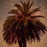 Starlight Glow