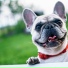 Music for Calming Dogs, Pet Care Club, Calm Doggy