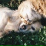 Dog Music, Jazz Music for Dogs, Pet Care Club