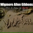 Wigmore Allen Gibbons