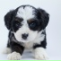 Dog Music Club, Music for Dog's Ear, Calm Doggy