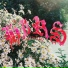 HIRS