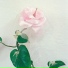 Delicate Features