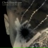 Chris Bradshaw