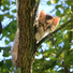 Cat Music, Music for Resting Cats, Music For Cats