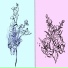 High Bloom