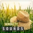 Restful Music Consort