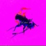 L.S. Aphid