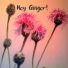 Hey Ginger!