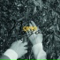 Qimo