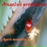 Angelus Prophetia