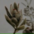 Zarobi, Meditation Awareness, Studying Music