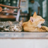 Cat Music, RelaxMyCat, Music for Cats Project