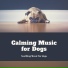 Calming Music for Dogs