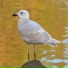 Gentoo