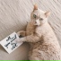 Calm Music for Cats, Pet Care Club, RelaxMyCat