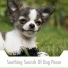 Dog Relaxation Zone