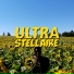 Ultra Stellaire