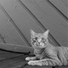 RelaxMyCat, Music for Relaxing Cats, Pet Care Club