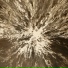 Omega Centauri