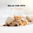 Pet Music Academy