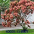 Roger Clency