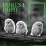Calm Singing Birds Zone