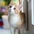 RelaxMyCat, Cat Music Therapy, Pet Care Club