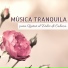 Musica Tranquila Maestro