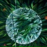 Polygonia
