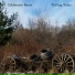 Coldwater Roots