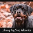 Relaxing Doggy Sleep